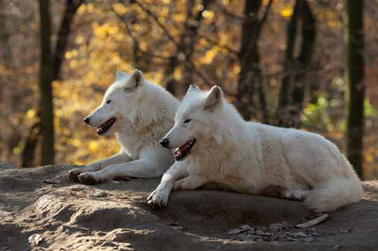 可爱的白狼图片