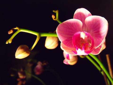粉色蝴蝶兰花图片