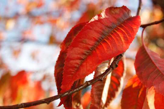 入秋红树叶图片
