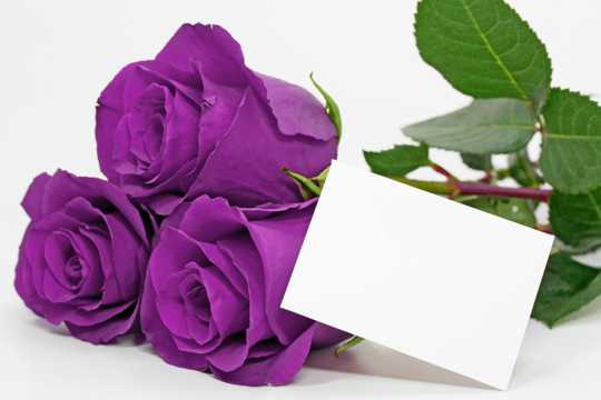 紫色的玫瑰花图片