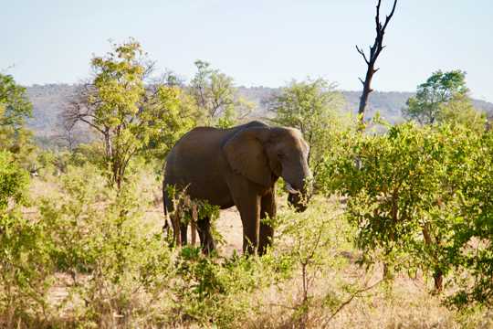 大象在丛林图片