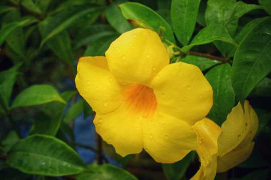 黄色植物花卉图片