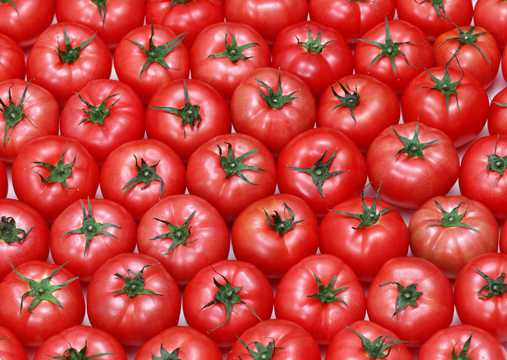 红红的小番茄图片