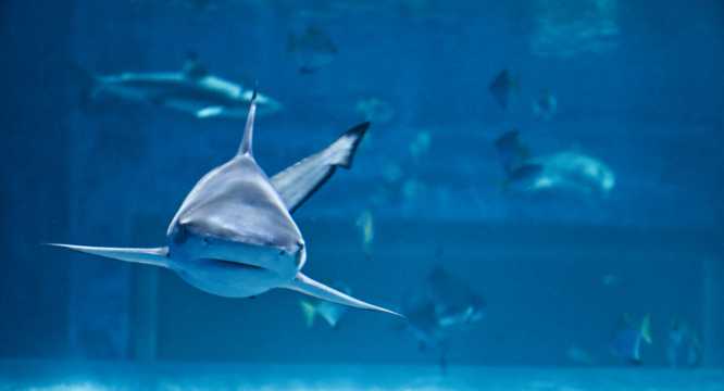 湛蓝海洋鲨鱼图片