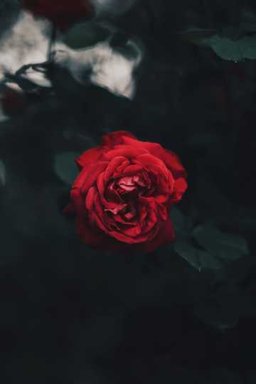 一朵红色玫瑰花图片