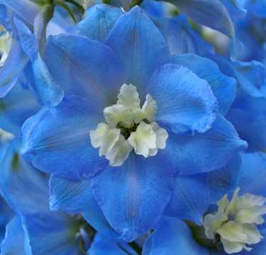 蓝色花卉微距图片