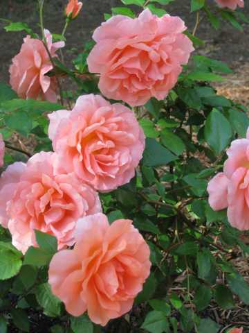 粉色玫瑰花开花图片