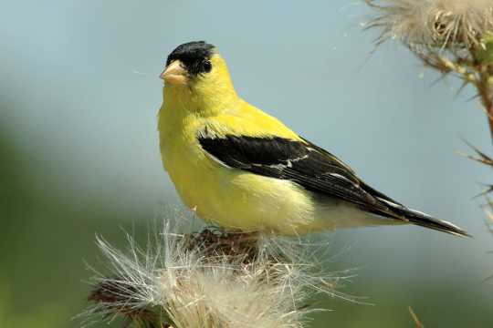 休憩的黄鹂鸟图片