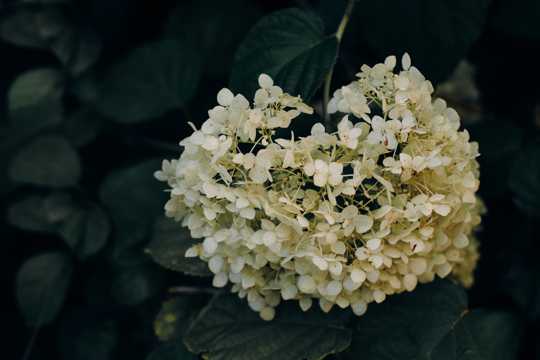 茂盛的白绣球花图片