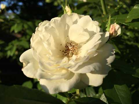 花园白色玫瑰花草图片