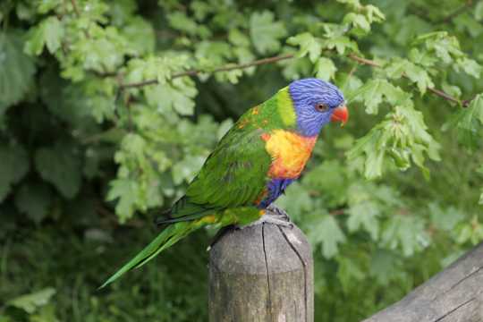 美丽奇丽的彩虹鹦鹉图片