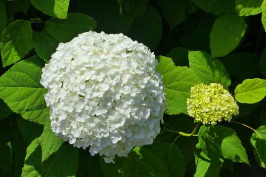 白花绣球花团图片