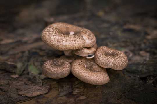 蘑菇高清图片