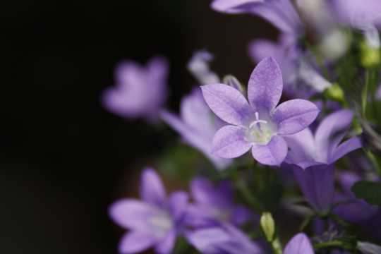 清爽淡雅的紫色桔梗花