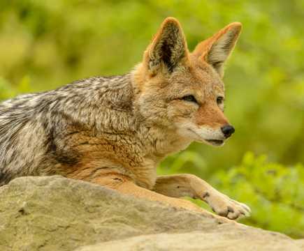 躺在岩石上的棕色狐狸图片
