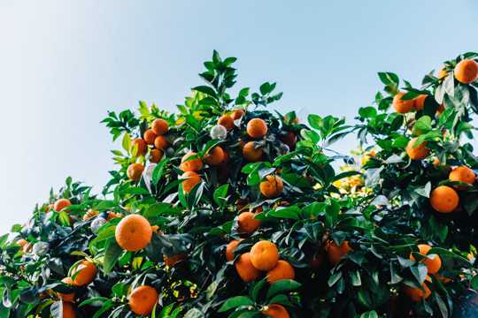繁茂的橘树图片