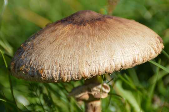 一朵野生的蘑菇