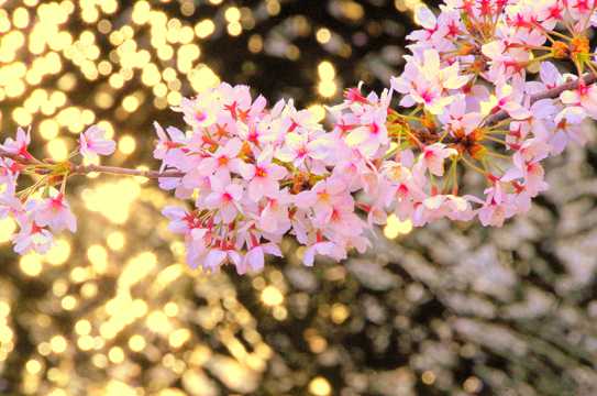 日本唯美樱花枝图片