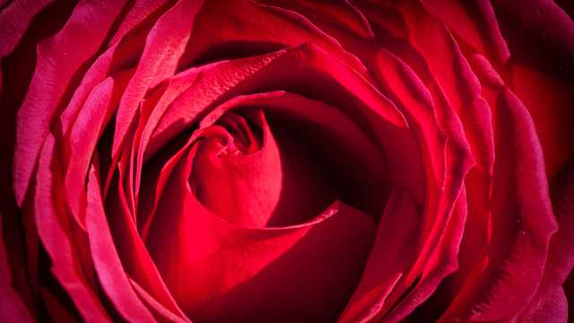 热情洋溢的红色玫瑰图片
