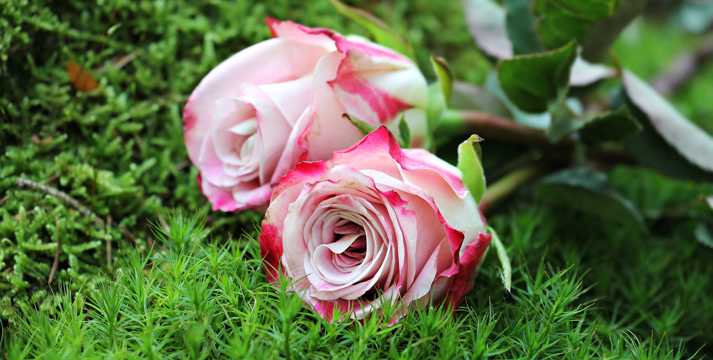 两朵粉色玫瑰花图片