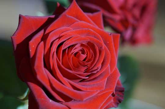 美丽的红玫瑰花图片