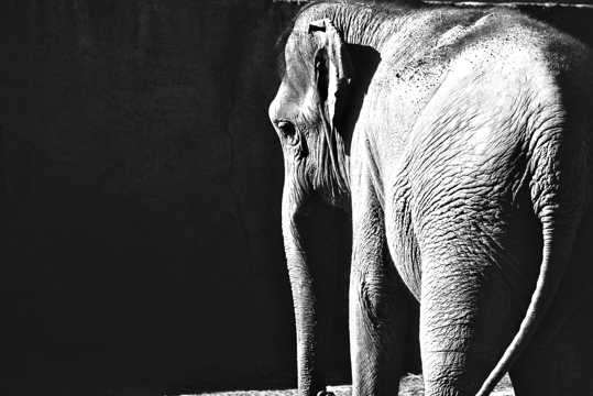 体型壮硕的大象黑白图片