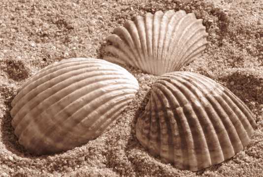 沙滩海贝壳图片