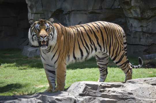 动物园豹老虎图片
