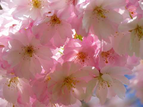 粉色樱花的图片