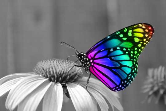 彩色梦幻好看美好的蝴蝶图片