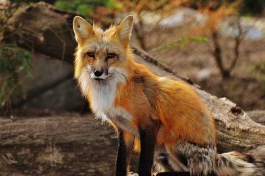 美丽的狐狸图片