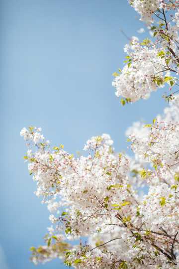 白色樱花唯美境界图片