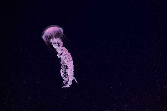 紫色大海水母图片