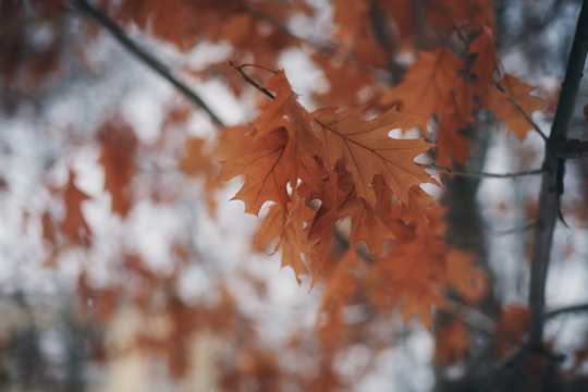 秋日唯美红色树叶图片