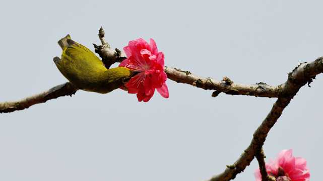 桃花树上的绣眼鸟图片