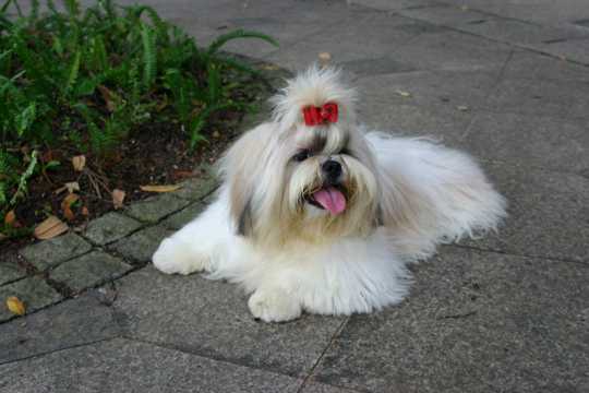 白色萌宠狗狗图片