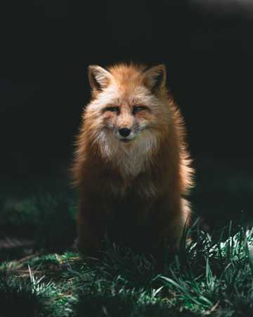 红狐野生动物图片
