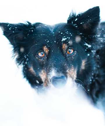 雪中霸气小狗图片