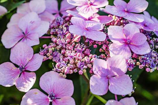紫色八仙花图片