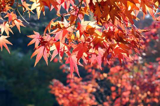 秋季红枫叶唯美图片