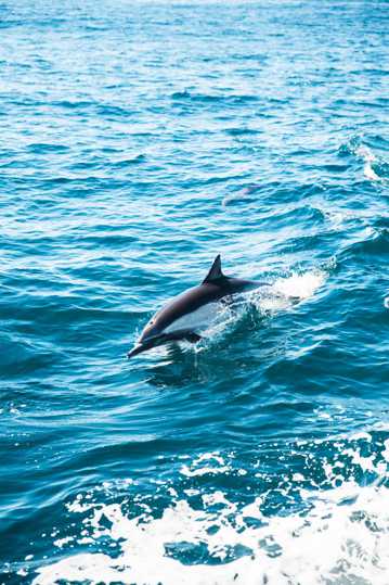 海洋海豚高清图片