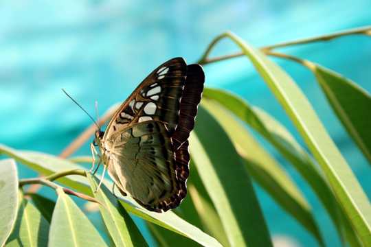 唯美漂亮的蝴蝶图片