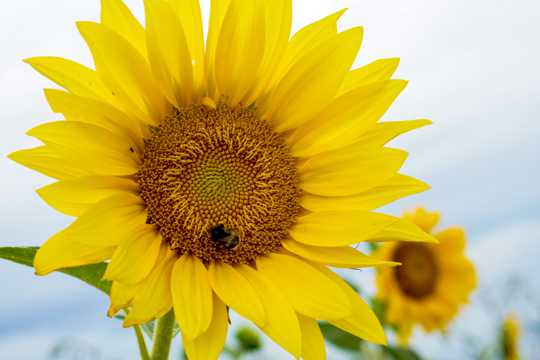 辉煌黄色向阳花花卉图片