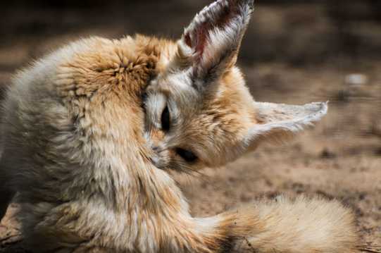乖巧的耳廓狐图片