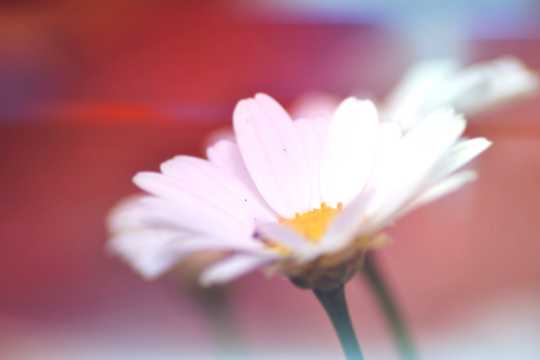 唯美白色菊花图片