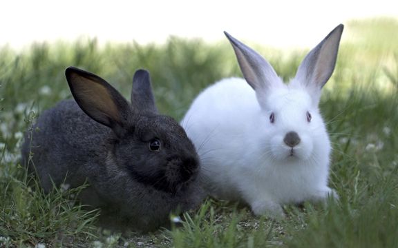 黑兔子和白兔子