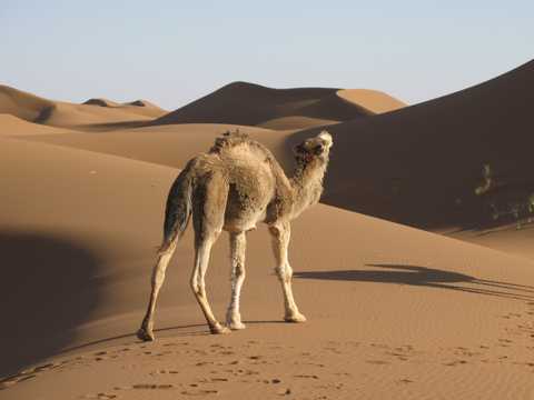大漠中步行骆驼图片