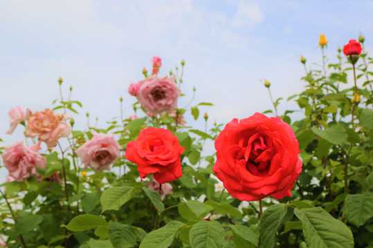 花园玫瑰花卉图片
