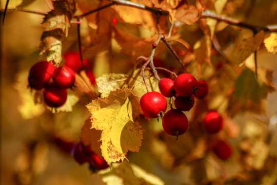 秋天成熟红浆果图片