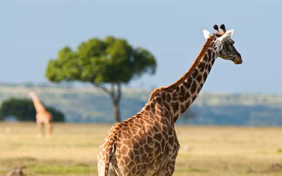 非洲野生动物高清图片
